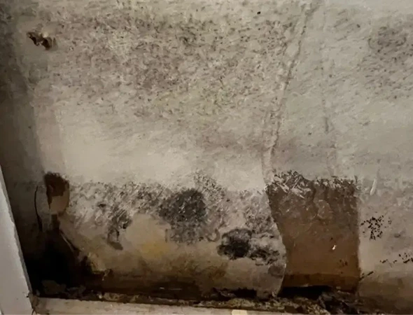 Start Safe Living With Mold Remediation Services in Calhoun GA​