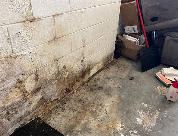 Local Specialists for Mold Removal Services in Chatsworth GA​