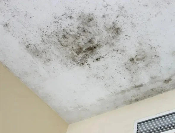 Complete Mold Inspection & Assessment in Chatsworth​